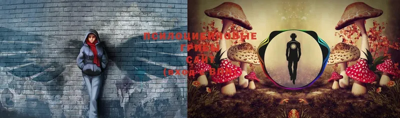 что такое   Артёмовский  Псилоцибиновые грибы Psilocybe 